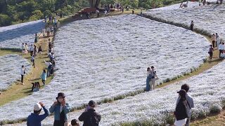 満開の花と動物とのふれあい