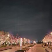 桜のシーズンのライトアップ