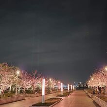 桜のシーズンのライトアップ