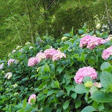 竹林に紫陽花