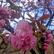 桜の時期の一般公開