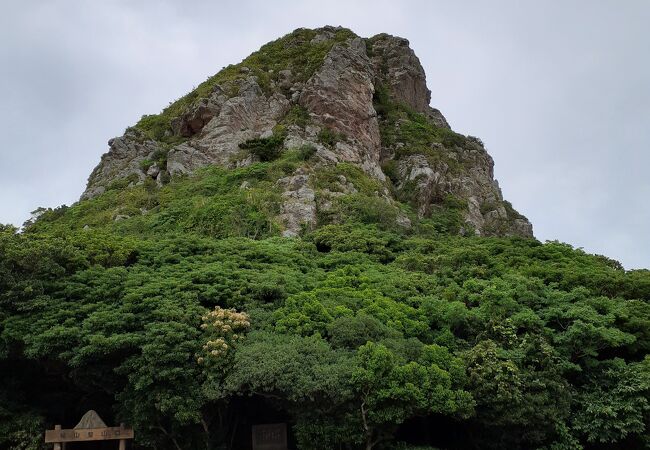 わらび苗(紀伊山地)1000本 ZEKKEI Japan 世界が知らない日本の絶景366日 購入特典ページ