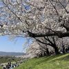 淀川河川公園背割堤地区