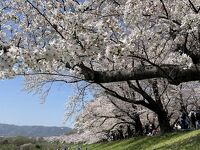 淀川河川公園背割堤地区