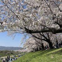 淀川河川公園背割堤地区