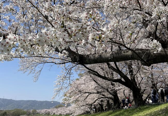 淀川河川公園背割堤地区