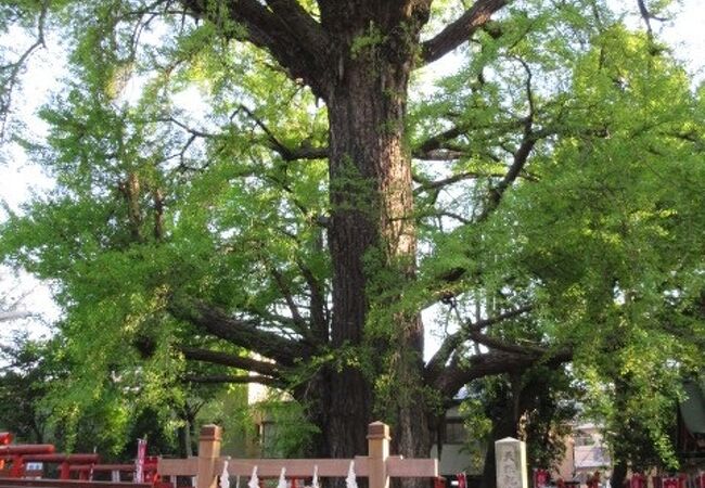 雑司ヶ谷鬼子母神のイチョウ