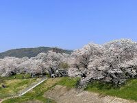 八幡背割堤公園