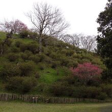 鹿嶋城山公園の風景