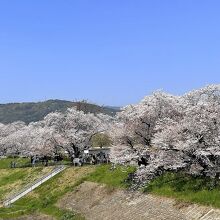 八幡背割堤公園