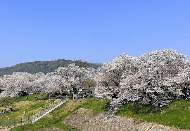 八幡背割堤公園