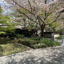桜の木の後ろが美術館の建物です。カフェもあります。