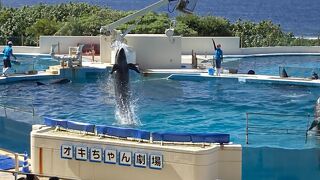 無料のイルカショー