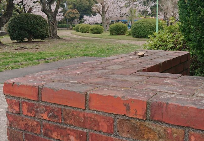 3月下旬、豊川公園内の桜は見頃を迎えていました。