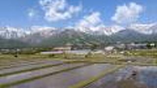 田んぼや遠くに雪が残る白馬連峰の絶景を望む