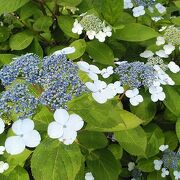 5月25日訪問これから紫陽花の季節ですね！