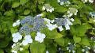 5月25日訪問これから紫陽花の季節ですね！