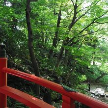 京都の渡月橋を模した橋に青モミジ