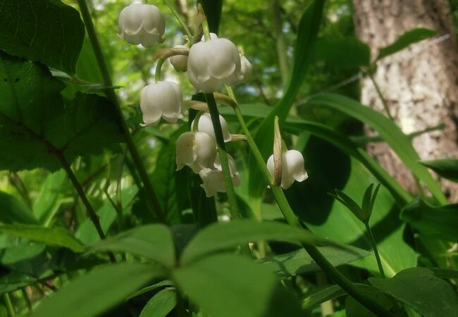 芦川のすずらん群生地