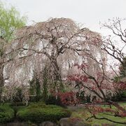 枝垂れ桜がきれい