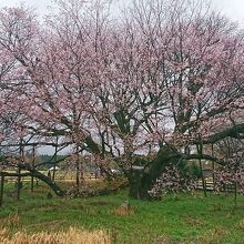 一心行の大桜