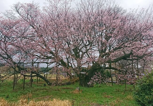 一心行の大桜