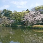 桜と水の公園