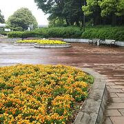 5月の引地台公園は花壇がきれい