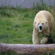 ホッキョクグマが間近で見られる