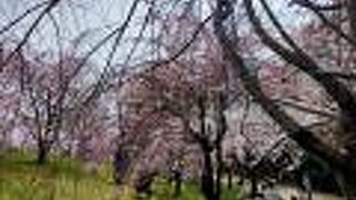 桜がきれいでした