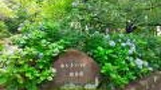 あじさいがきれいでした