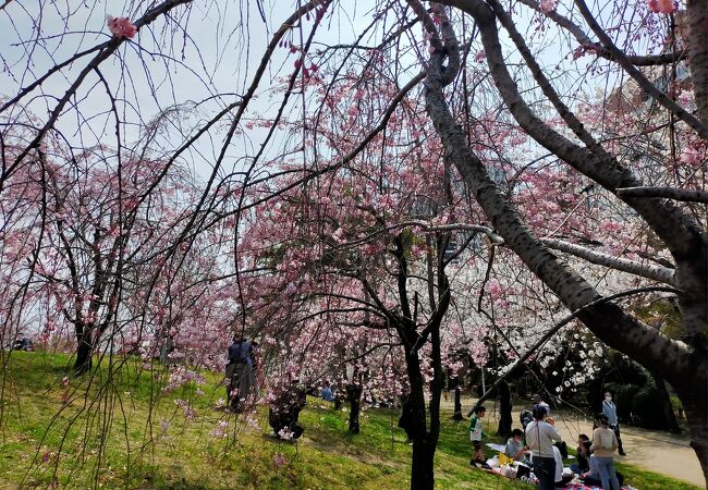 桜がきれいでした