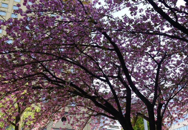 桜がきれいでした