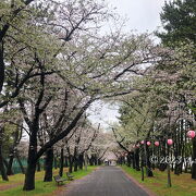 桜の穴場