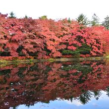 雲場池の紅葉