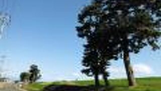 250年の歴史がある黒松並木