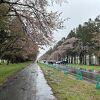 二十間道路桜並木