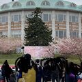 優駿の里浦河桜まつり