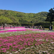 富士山と芝桜がキレイ