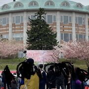 優駿の里浦河桜まつり