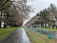 二十間道路桜並木