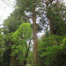 矢立のスギは箱根神社の社務所の近くにあります。