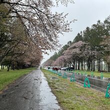 二十間道路桜並木