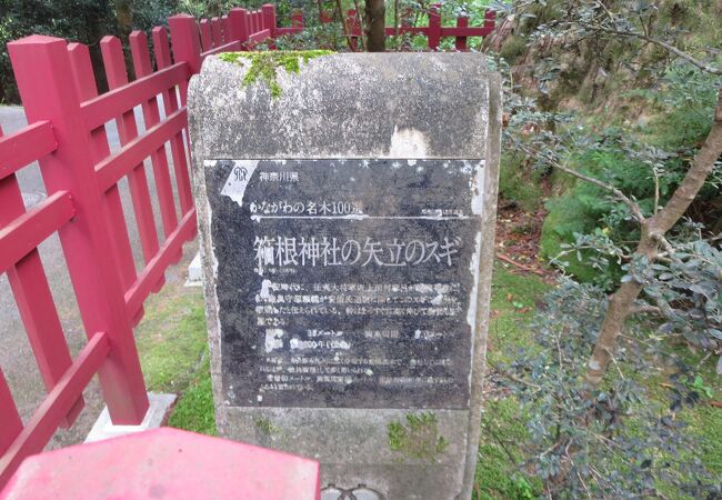 歴史ある箱根神社らしいスポットで、坂上田村麻呂が矢を奉納した杉の大木です。
