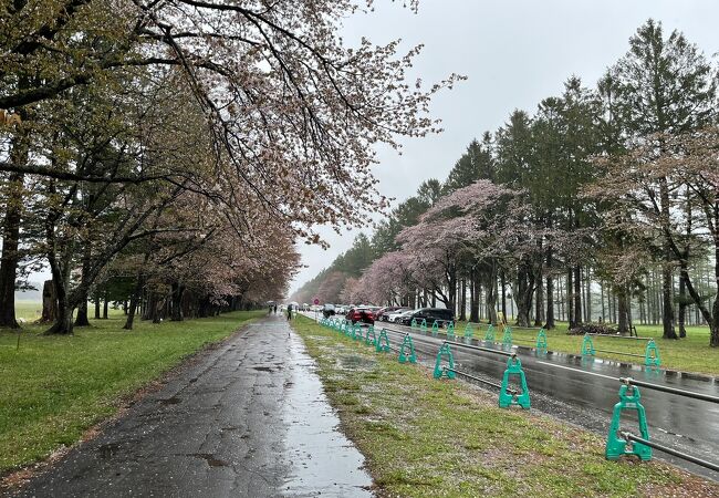 二十間道路桜並木