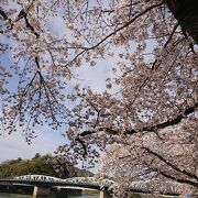 3月下旬、犬山遊園駅近くの木曽川堤防は、桜が満開。
