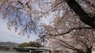 3月下旬、犬山遊園駅近くの木曽川堤防は、桜が満開。