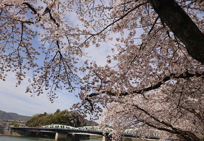 3月下旬、犬山遊園駅近くの木曽川堤防は、桜が満開。