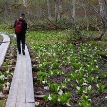 山の鼻への途中にあった水芭蕉群落