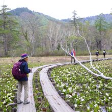 山の鼻、尾瀬ロッジ前の水芭蕉